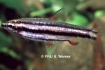 Nannostomus marginatus - 